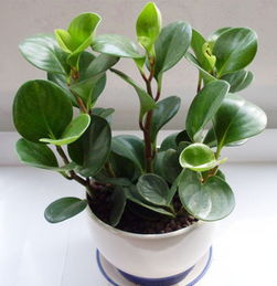 舊物換新意，花卉贈溫情——環保改造與禮品花卉銷售活動