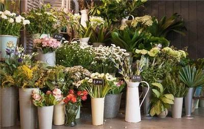 Nutsonly花店加盟 盈利前景、費用條件與經營指南