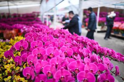 綻放世界之巔 我國成為世界最大花卉生產國，禮品花卉銷售迎來新機遇